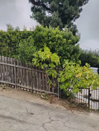Sejarvicios Profesionales de Jardinería y Árboles