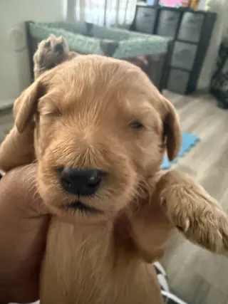 Adorables Cachorros Goldendoodle en Venta
