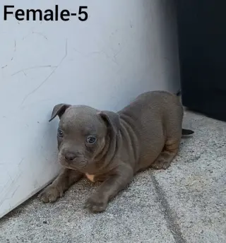 American Bully Puppies
