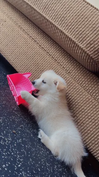 Hermoso Cachorro en Venta – Muy Cariñoso