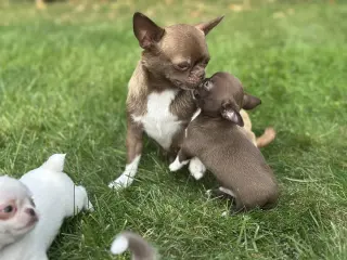 Adorables Cachorros Chihuahua en Venta