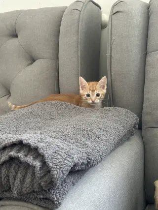 Regalo gatitos
