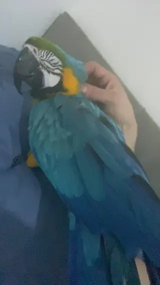 Male and Female blue and gold macaw very tame and very intelligent
