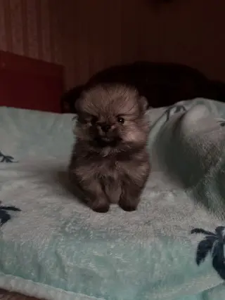 Adorable Cachorro Pomerania en Venta