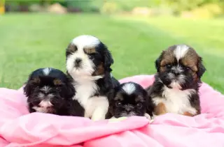 Adorables Cachorros Shih Tzu en Venta
