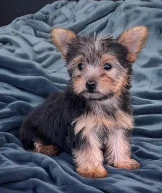 Male and Female Teacup Yorkie Puppies