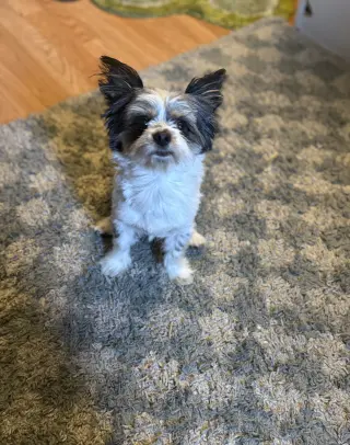 Perrito 🐶