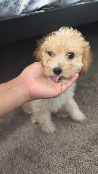 Puppy