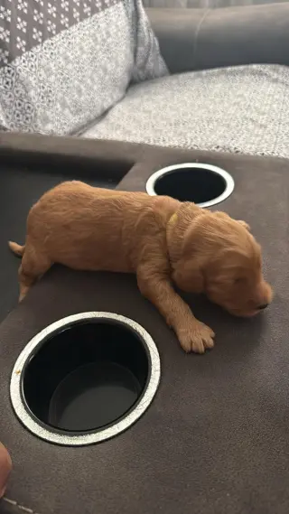 Adorables Cachorros Goldendoodle en Venta