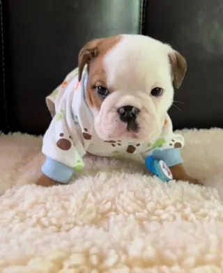 Adorable Cachorro Bulldog Inglés en Venta