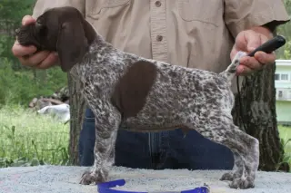 GERMAN SHORT-HAIR Pointer Puppies