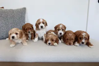 Los mejores cachorros Cockapoo.