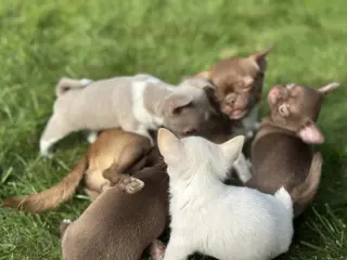 Adorables Cachorros Chihuahua en Venta
