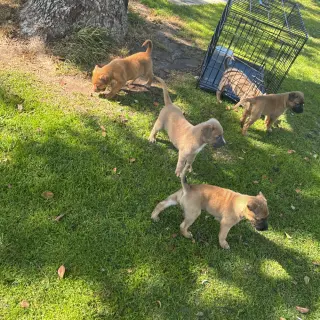 Adorables Cachorros en Adopción
