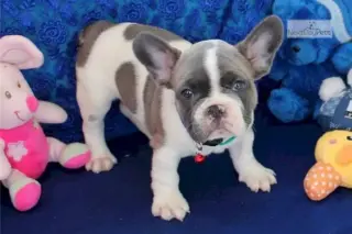Adorable Bulldog Frances Blue Merle en Venta