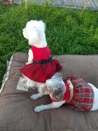 🐾 Cuidado de perros con experiencia y mucho cariño 🐾