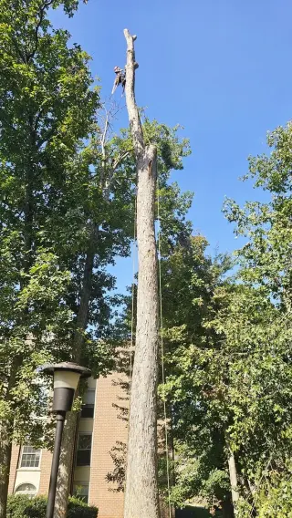 Tree Services