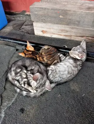 purebred Bengal Kittens