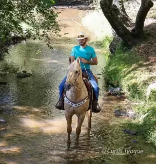 Horse for sale