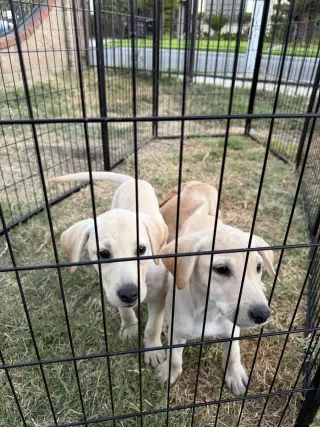 Labrador Retriever Puppys