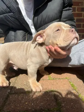 Adorable Brown Puppy for Sale