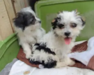 Puppies $120