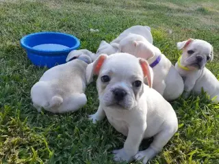 Cachorros de bulldog francés buscan un nuevo hogar.