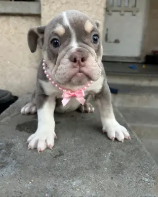 Female English Bulldog
