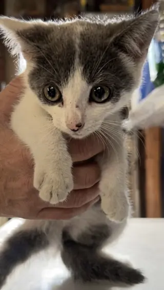 Adorables Gatitos en Adopción