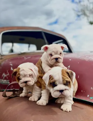 Cachorros de Bulldog Inglés Machos y Hembras