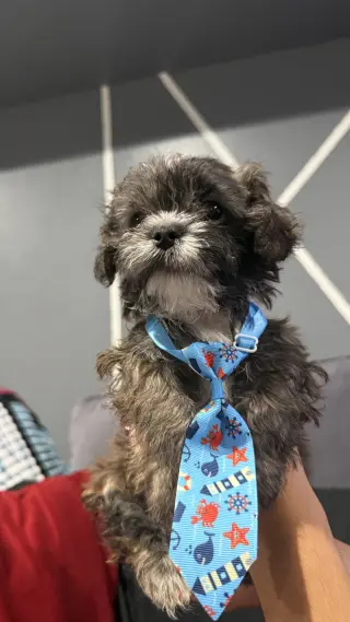 Perro’s Shih Tzu