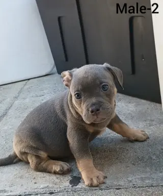 American Bully Puppies