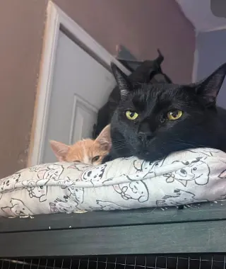 HERMOSA GATITA BUSCA HOGAR