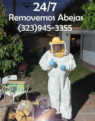 REMOVEMOS PANALES ABEJAS - AVISPAS 24/7.- FUMIGACIONES