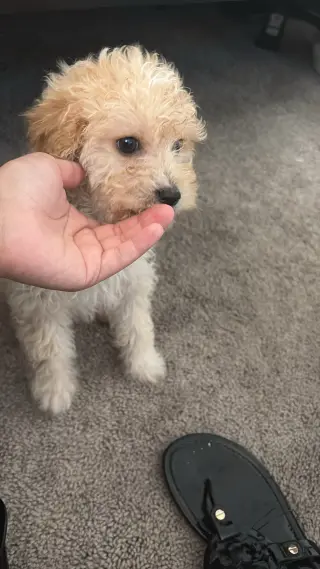Puppy