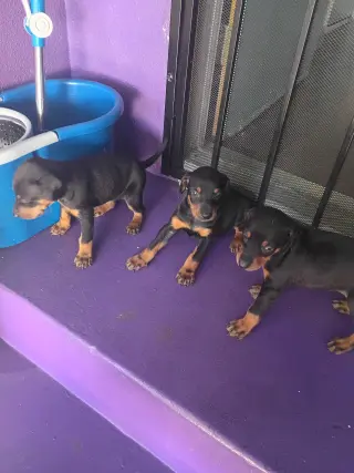 Perros en adopcion