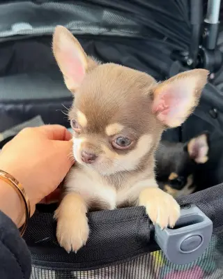 Hermoso Cachorro Chihuahua en Venta