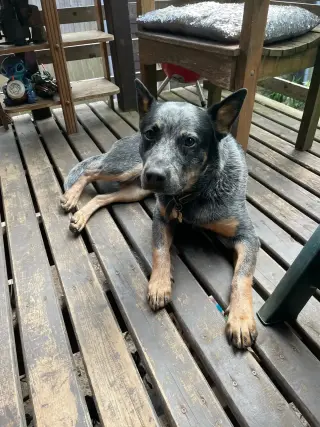 Blue and red heeler puppies for rehoming