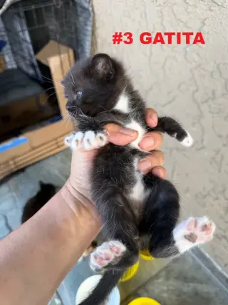 GATITOS EN BUSCA DE UN HOGAR