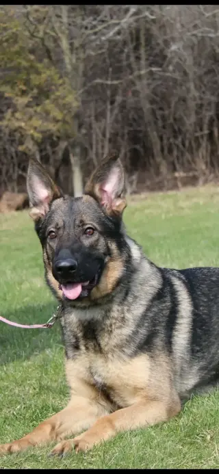 Working line German Shepherd Dog
