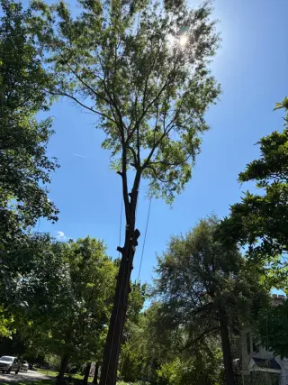 Benigno Perez Tree Services