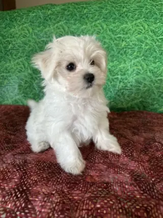 Sammy, cachorro maltés macho registrado en el AKC.