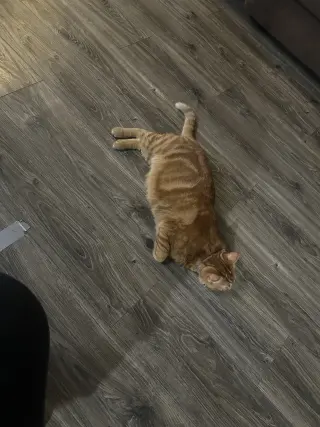 Gatos buscando nuevo hogar