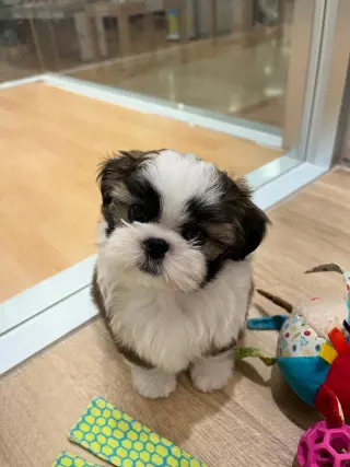 Adorable Cachorro Shih Tzu en Venta
