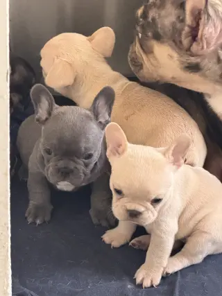 Se venden frenchies con bulldog tengo hembras y machos a buen precio mandar msj