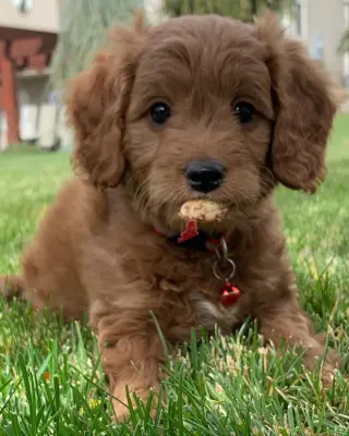 Mini Golden doodle Perro