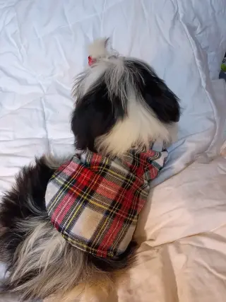 Shihtzus