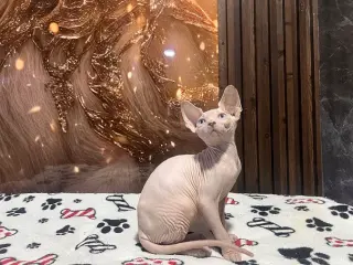 Unos Gatos Lindos Sphynxs