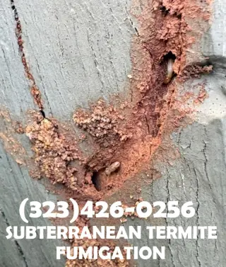 FUMIGACIONES COMEJEN ~ TERMITAS ~ POLILLAS