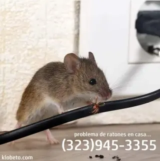 Control Ratones y Reparaciones
